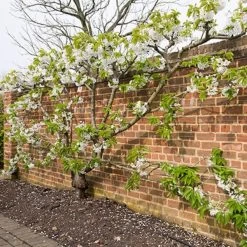 Sunburst Cherry Tree -Roots Plants sunburstfantrained