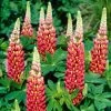 Lupin West Country Tequila Flame -Roots Plants tequilaflame 1