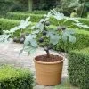 UK Hardy Fig Tree | 'Brown Turkey' -Roots Plants turnkey brown fig