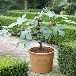 The 3 Best Fruits To Grow In Pots | Nectarine, Fig & Blueberry 11 The 3 Best Fruits To Grow In Pots | Nectarine, Fig & Blueberry -Roots Plants turnkey brown fig de6d1d23 89b0 44cf 8746 f13eb9b3e648