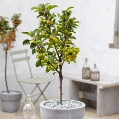 'Golden Hornet' Crabapple Tree -Roots Plants unnamed