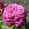 'Birthday Boy' Hybrid Tea Rose -Roots Plants vaem06417 birthday boy