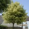 Variegated Norway Maple Tree | Acer Platanoides 'Drummondii' -Roots Plants vami08289