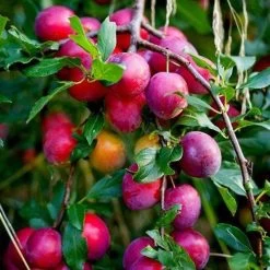 Award Winning Patio Fruit Tree Collection | Cherry, Pear & Plum | Growers' Choice 18 Award Winning Patio Fruit Tree Collection | Cherry, Pear & Plum | Growers' Choice -Roots Plants victoria plum tree 2