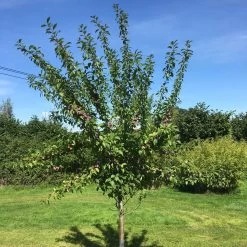 3 Super Easy To Grow Fruit Trees | Apple, Fig & Plum -Roots Plants victoriaplumyoungtree 374b3197 2b25 4629 951c 4dbfc0e4e568