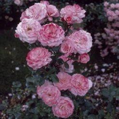 'Sexy Rexy' Floribunda Rose -Roots Plants vima05159 sexy rexy