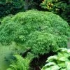 Green Weeping Japanese Maple Tree | Acer Palmatum 'Dissectum Viride' -Roots Plants viride 1