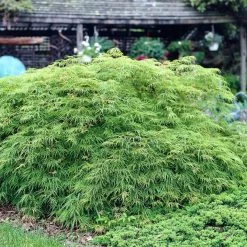 Green Weeping Japanese Maple Tree | Acer Palmatum 'Dissectum Viride' -Roots Plants viride 3