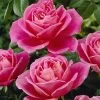 'My Darling' Hybrid Tea Rose -Roots Plants visi04773 my darling