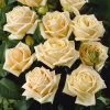 'Diamond Jubilee' Hybrid Tea Rose -Roots Plants visi05304 diamond jubilee