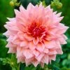 Dahlia Otto's Thrill -Roots Plants visi09266 otto 89170a8e d419 4f15 b385 6607f145e7e6