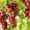 'Crimson Seedless' Grape Vine -Roots Plants visi10335 page