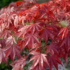 Red Japanese Maple Tree | Acer Palmatum 'Red Emperor'