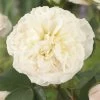 'Joie De Vivre' Floribunda Rose -Roots Plants visi116095 joie de vivre