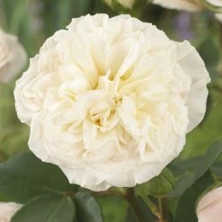 'Joie De Vivre' Floribunda Rose