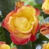 'Little Sunset' Patio Shrub Rose -Roots Plants visi116299 little sunset