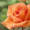 'Scent From Heaven' Climbing Rose 1 'Scent From Heaven' Climbing Rose -Roots Plants visi116444 scent from heaven