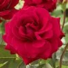 'Lucky Stars' Patio Shrub Rose -Roots Plants visi116453 lucky stars