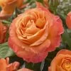 'Phoenix' Floribunda Rose -Roots Plants visi116536 phoenix