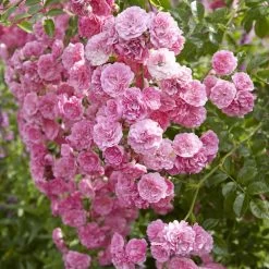 'Happy Retirement' Shrub Rose -Roots Plants visi116698 happy retirement