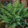Black Wood Fern | Dryopteris Atrata -Roots Plants visi12627