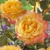'Bright Smiles' Floribunda Rose -Roots Plants visi129383 bright smiles