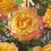 'Caribbean Dawn' Patio Shrub Rose 2 'Caribbean Dawn' Patio Shrub Rose -Roots Plants visi129384 carribean dawn