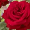 'Joyful Birthday' Hybrid Tea Rose -Roots Plants visi129388 joyful birthday