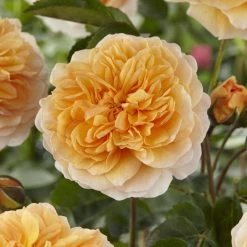 'Duchess Of Cornwall' Hybrid Tea Rose -Roots Plants visi129478 duchess
