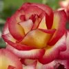 'Firebird' Floribunda Rose -Roots Plants visi129505 firebird