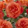 'Lady Love' Hybrid Tea Rose -Roots Plants visi129527 lady love