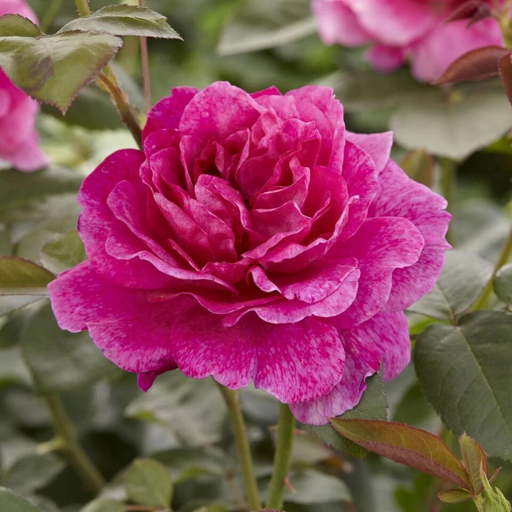 'Palace Truly Loved' Floribunda Rose 4 'Palace Truly Loved' Floribunda Rose - Image 2