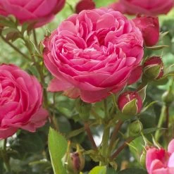 'Thank You' Groundcover Rose