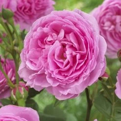 'Pink Martini' Hybrid Tea Rose -Roots Plants visi129959 pink martini