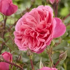 'Pure Poetry' Hybrid Tea Rose -Roots Plants visi130078 pure poetry