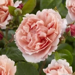 'Rachel' Hybrid Tea Rose -Roots Plants visi130114 rachel