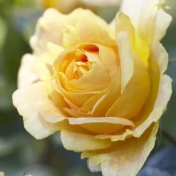 'Global Beauty (Candlelight)' Hybrid Tea Rose -Roots Plants visi130248 candlelight
