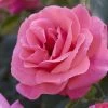 'Valentine Heart' Floribunda Rose -Roots Plants visi130304 valentine heart