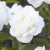 'Alaska' Climbing Rose 2 'Alaska' Climbing Rose -Roots Plants visi130339 alaska