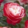 'Nostalgia' Hybrid Tea Rose 2 'Nostalgia' Hybrid Tea Rose -Roots Plants visi130699 notalgia