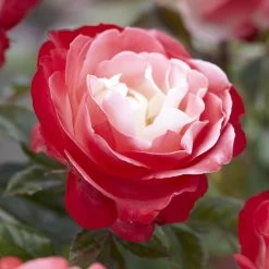 'Nostalgia' Hybrid Tea Rose