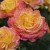 'Tequila Sunrise' Hybrid Tea Rose -Roots Plants visi131162 tequila sunrise