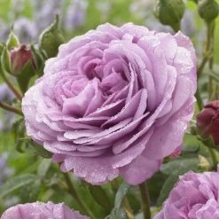 'Lavender Ice' Patio Shrub Rose -Roots Plants visi150187 lavender ice