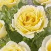 'Joyful Celebration' Hybrid Tea Rose -Roots Plants visi163643 joyful celebration