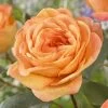 'Better Times ' Hybrid Tea Rose -Roots Plants visi163648 better times