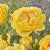 'Absolutely Fabulous' Floribunda Rose -Roots Plants visi163658 absolutely fabulous