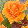'Palace Fleur' Patio Shrub Rose -Roots Plants visi163662 palace fleur