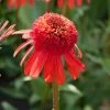 Echinacea 'Carrot Cake' -Roots Plants visi164441 cake 7d4d3c7e 7e87 4437 99f6 23403538859d