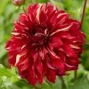 Dahlia Bohemian Spartacus 1 Dahlia Bohemian Spartacus -Roots Plants visi166509 bohemian 7b77e5ba a2b0 4c79 99e4 d32ef6ebe23c