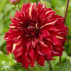 Dahlia Bohemian Spartacus
